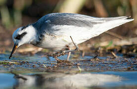 Red Phalarope