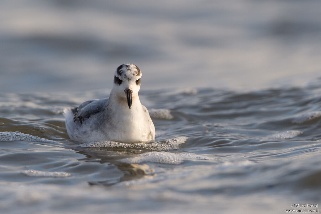 Phalarope à bec large1ère année, identification, nage, pêche/chasse