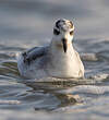 Phalarope à bec large