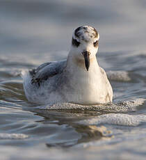 Phalarope à bec large