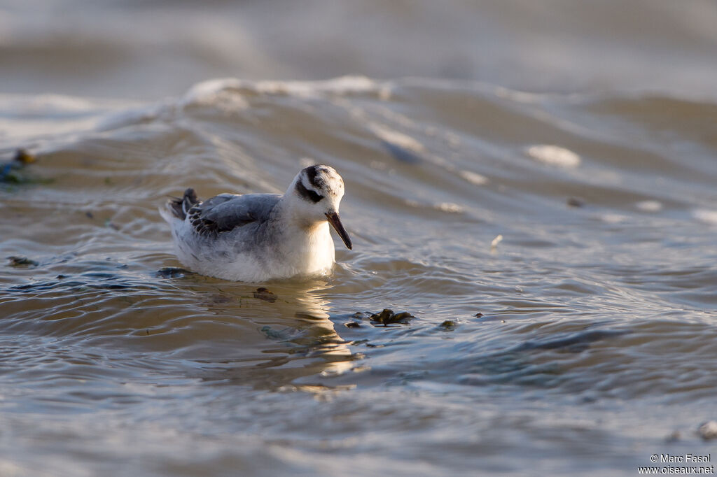 Phalarope à bec large1ère année, identification, nage, pêche/chasse