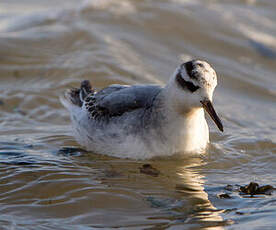 Phalarope à bec large