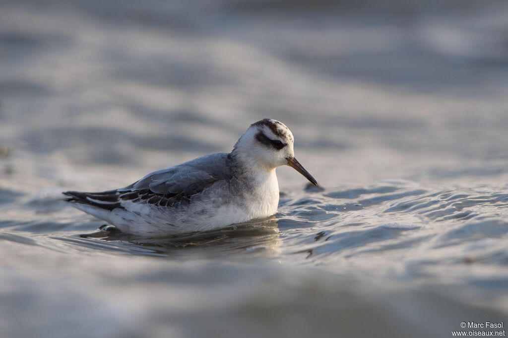 Phalarope à bec large1ère année, identification, nage