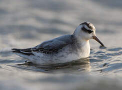 Red Phalarope