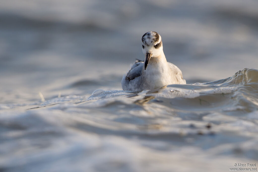 Phalarope à bec large1ère année, identification, nage