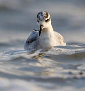 Phalarope à bec large