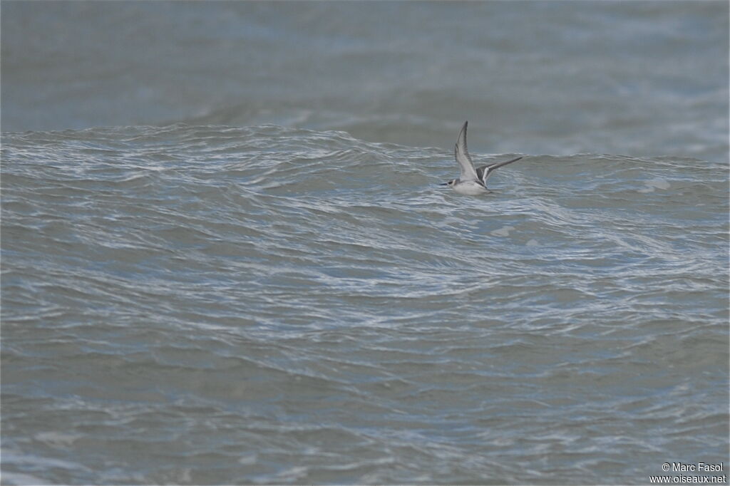 Phalarope à bec largeadulte internuptial, Vol