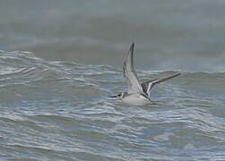 Phalarope à bec large