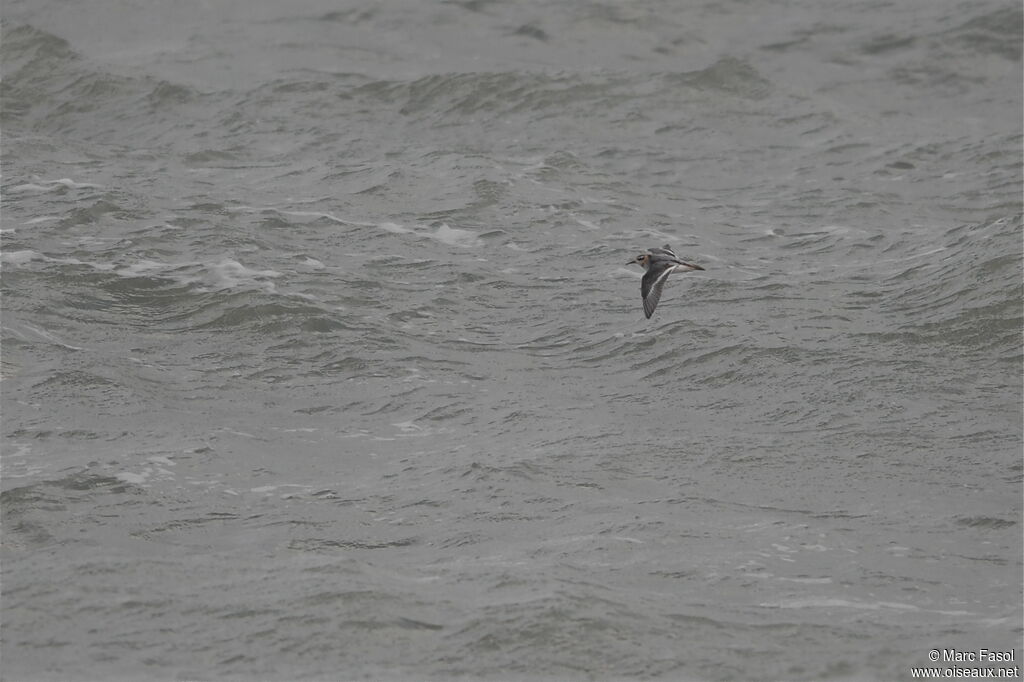 Red Phalaropeadult post breeding, Flight