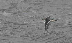 Phalarope à bec large