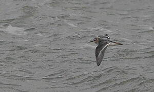 Red Phalarope