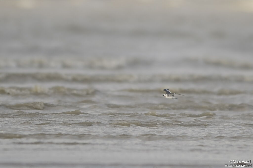 Phalarope à bec largeadulte, Vol