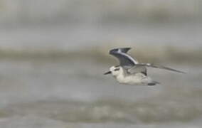 Red Phalarope