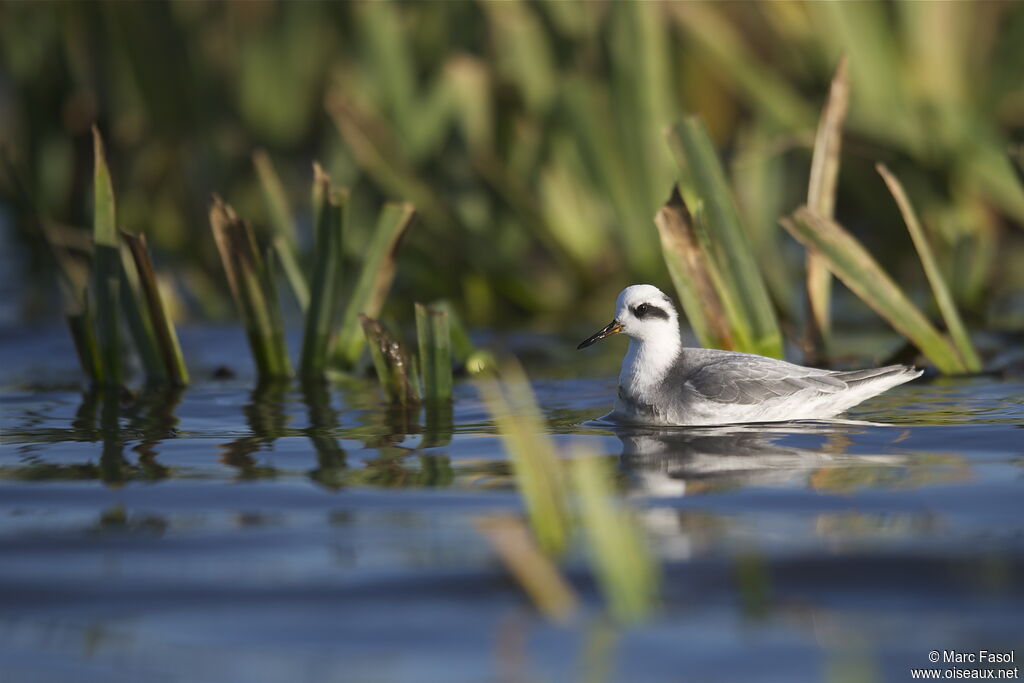 Phalarope à bec largeadulte internuptial, identification