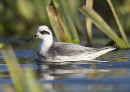 Red Phalarope