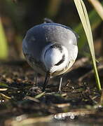 Red Phalarope