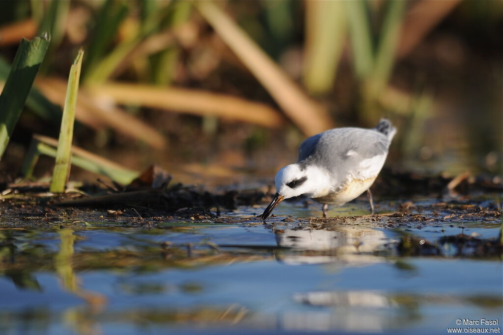 Phalarope à bec largeadulte internuptial, identification, régime, Comportement