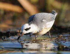 Phalarope à bec large