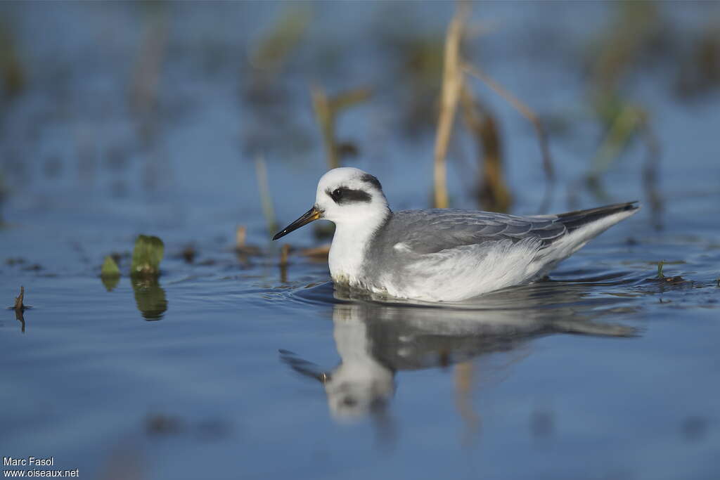 Phalarope à bec largeadulte internuptial, pigmentation, nage, Comportement