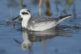 Red Phalarope