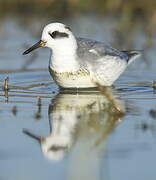 Red Phalarope