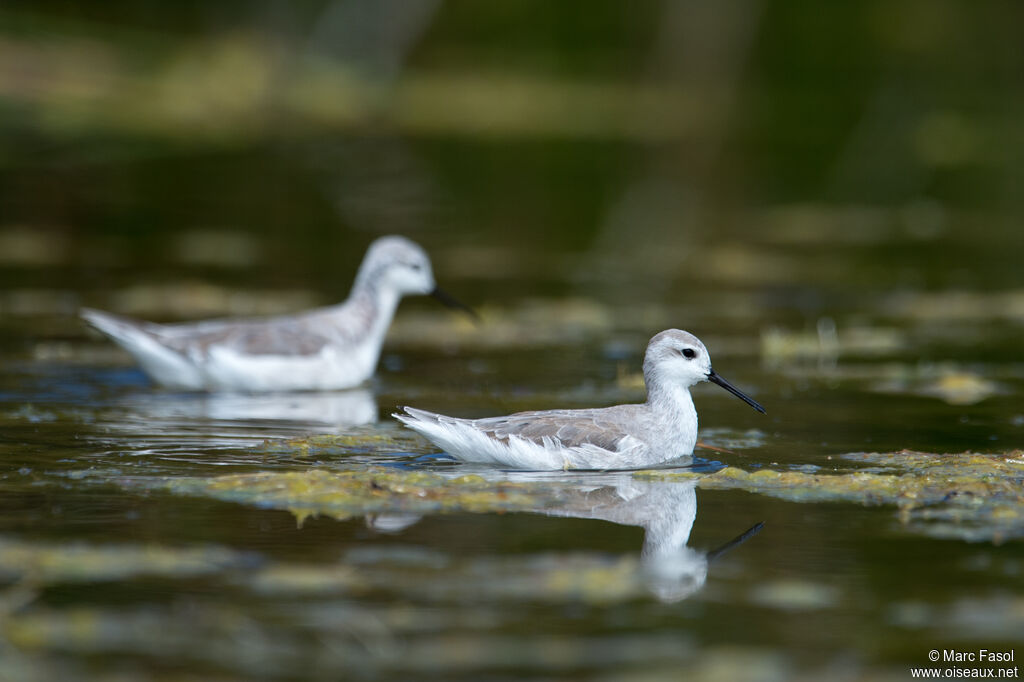 Phalarope de Wilsonadulte internuptial, identification, nage, pêche/chasse