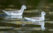 Phalarope de Wilson