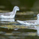 Phalarope de Wilson