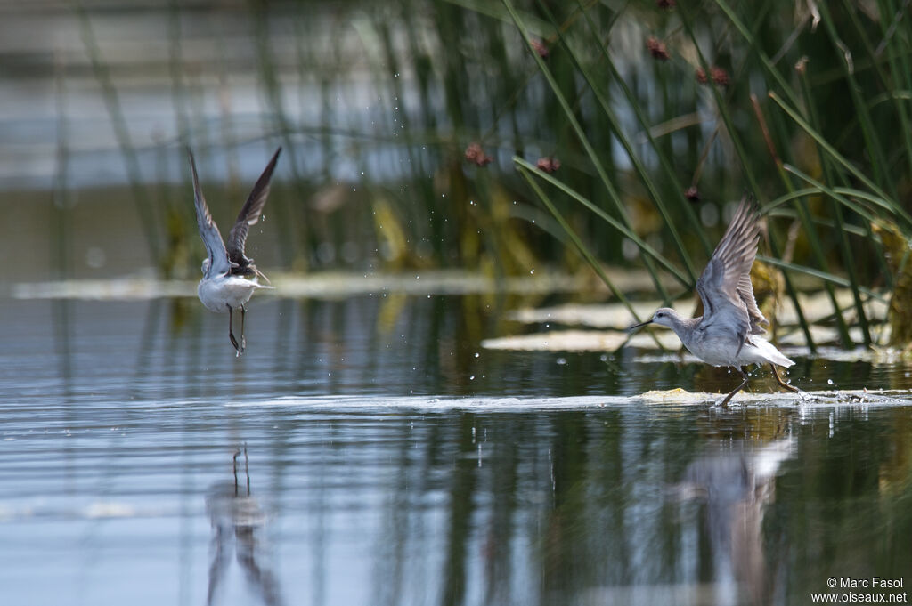 Phalarope de Wilsonadulte internuptial, Vol