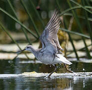 Phalarope de Wilson