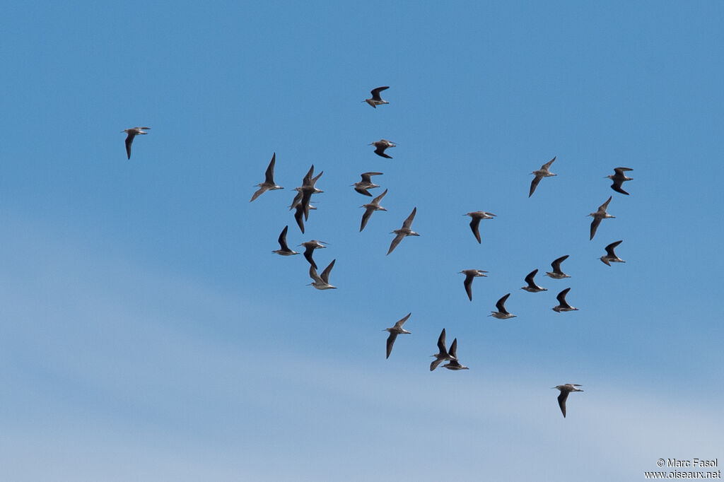 Wilson's Phalarope, Flight