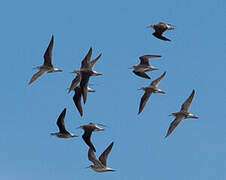 Wilson's Phalarope