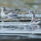 Phalarope de Wilson