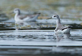 Wilson's Phalarope