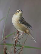 Aquatic Warbler