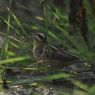 Phragmite aquatique