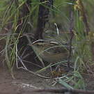 Phragmite aquatique