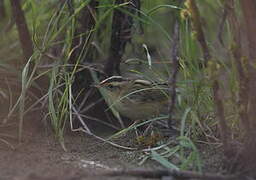 Aquatic Warbler