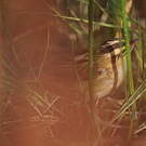Phragmite aquatique