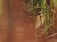 Aquatic Warbler