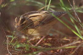 Aquatic Warbler