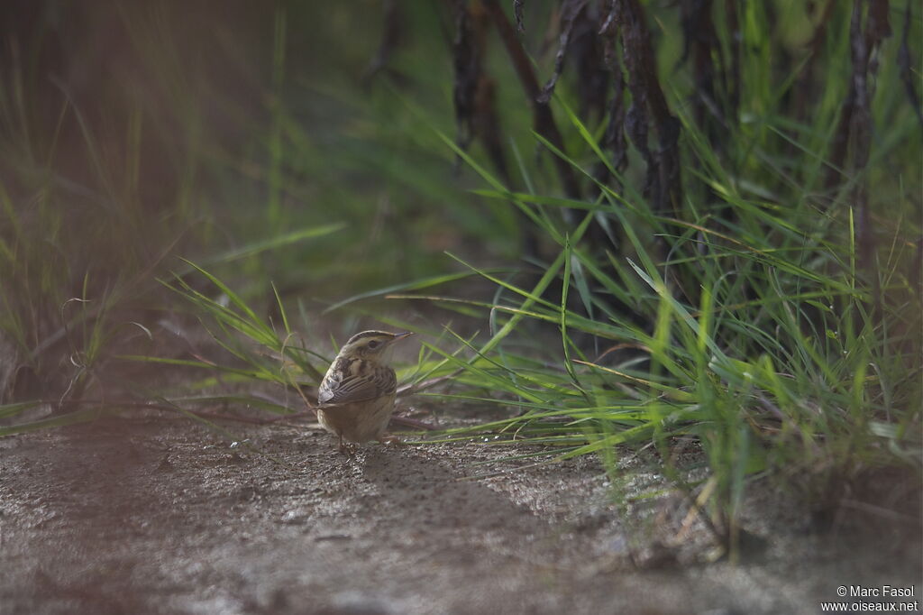 Aquatic Warbler, habitat, walking, Behaviour