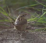 Aquatic Warbler