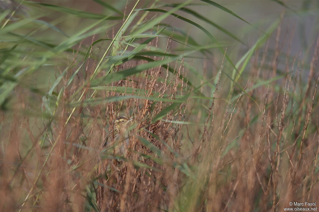 Phragmite aquatiqueadulte, identification