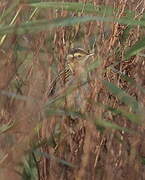 Aquatic Warbler