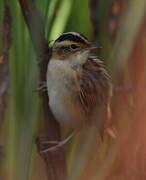 Aquatic Warbler