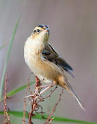 Aquatic Warbler