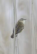 Sedge Warbler