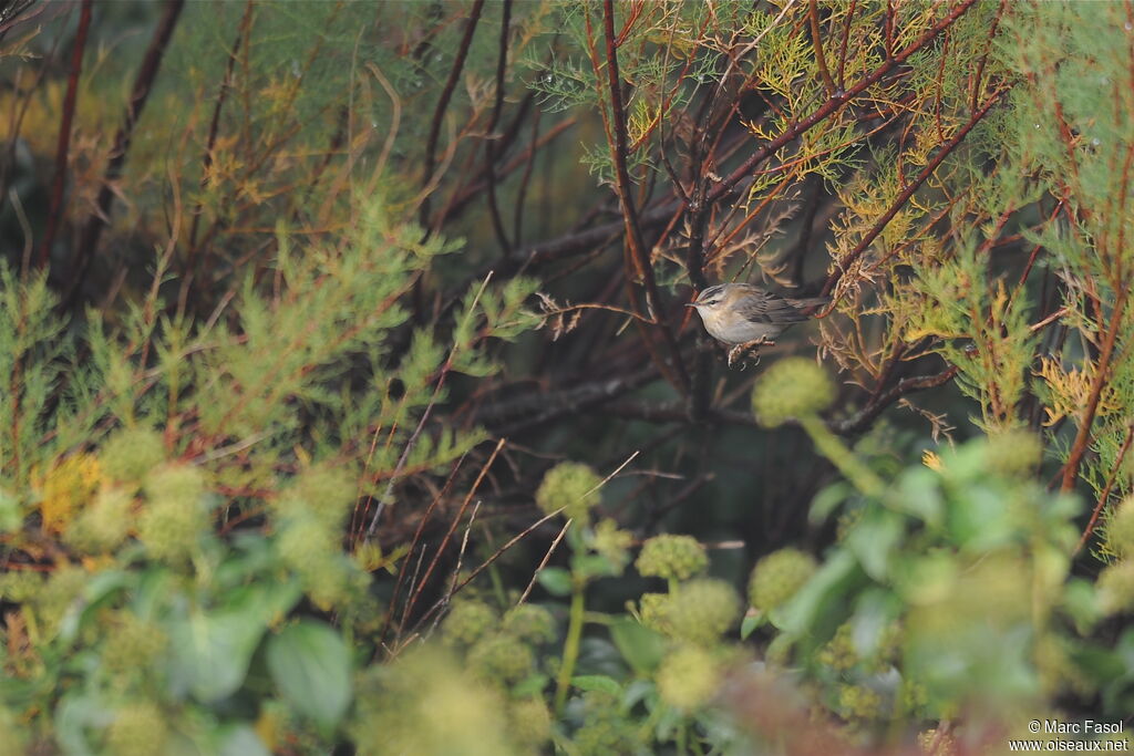 Sedge Warbler, identification