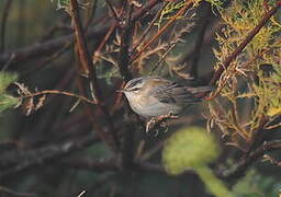 Sedge Warbler